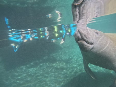 Manatee swimming underwater near a diver with scuba gear.