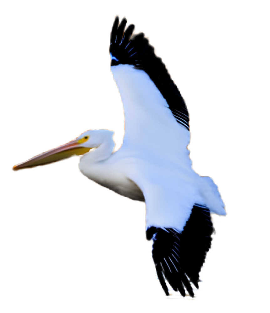 Pelican, manatee, and scallop shell on white background.
