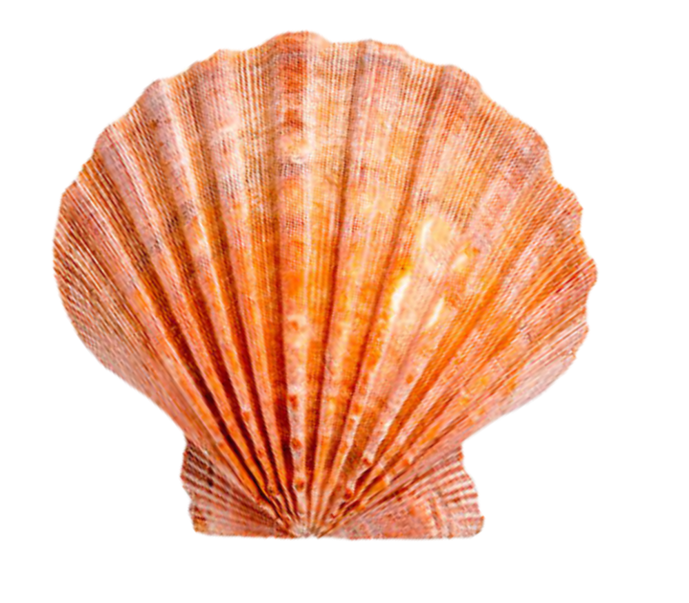 Pelican, manatee, and shell on a white background.