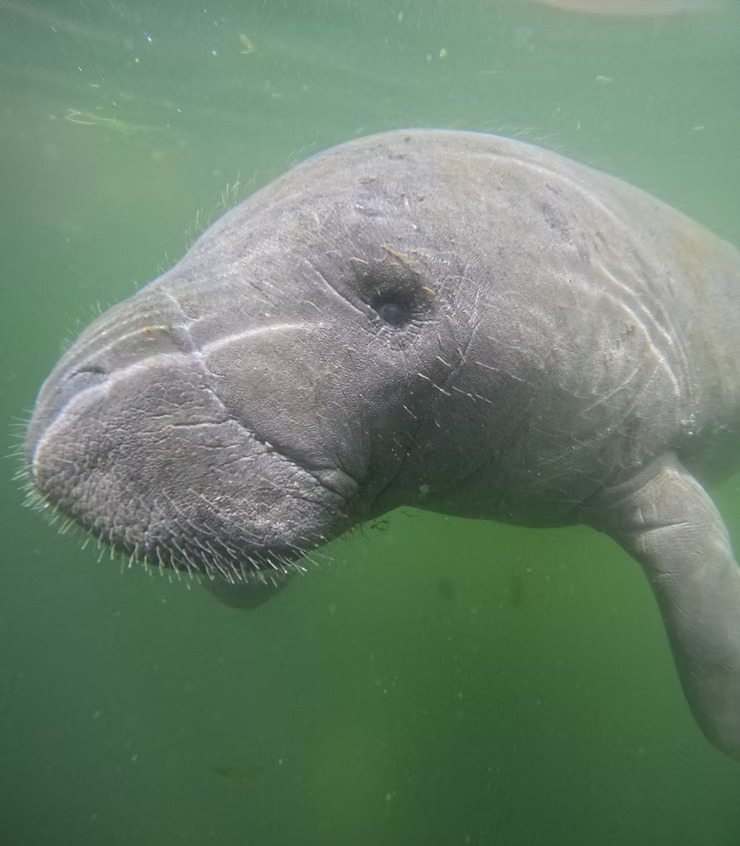Manatee swimming underwater with a green background.