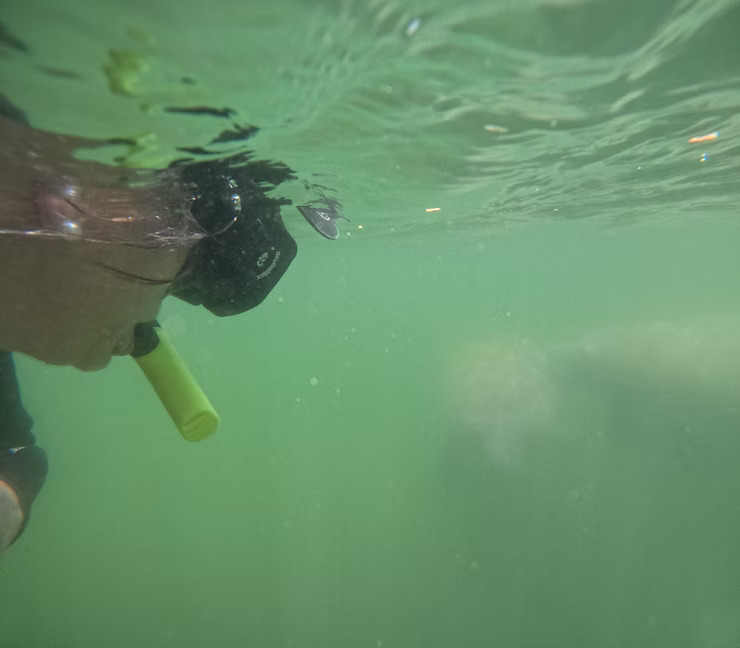 Person snorkeling underwater with green snorkel in murky water.