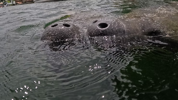 Close-up of a manatee's nose above water in a greenish river.