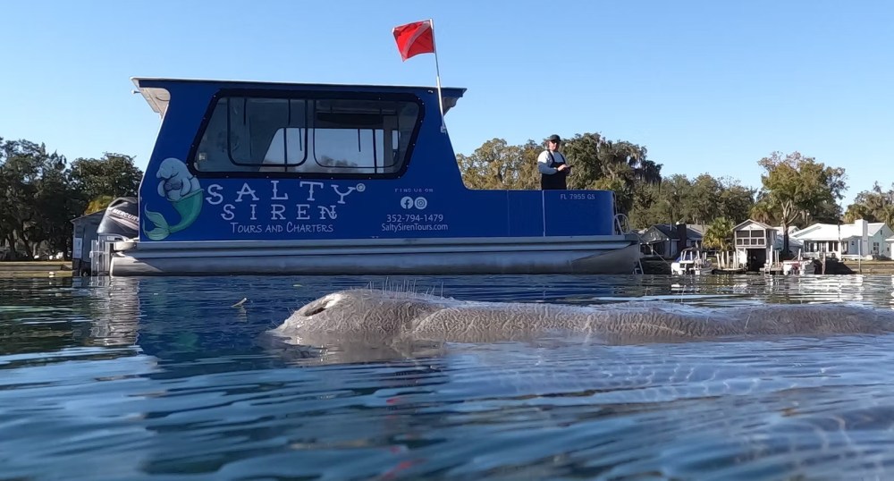 Manatee swims near a tour boat on the water.