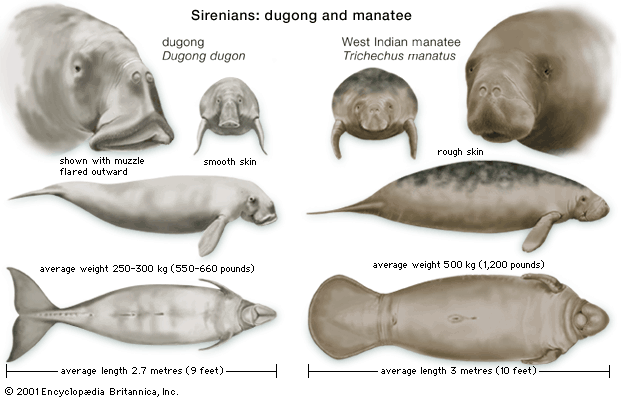 Illustration comparing dugong and manatee with size and weight details.