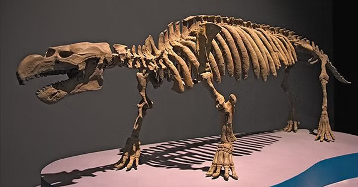 Large prehistoric animal skeleton with a long body and large jaws on display.