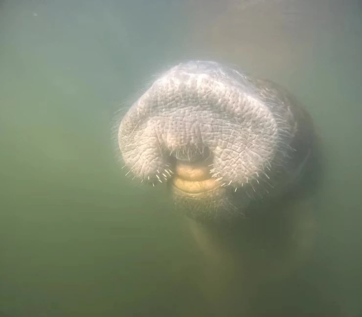 Underwater close-up of a manatee's face looking towards the camera.