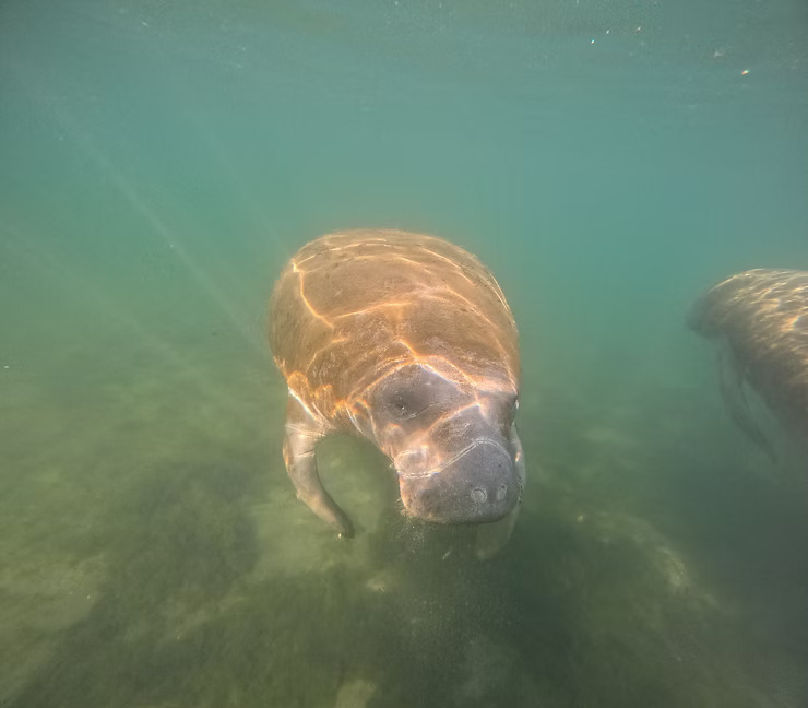 Two manatees swimming underwater in a clear, green-tinted environment.