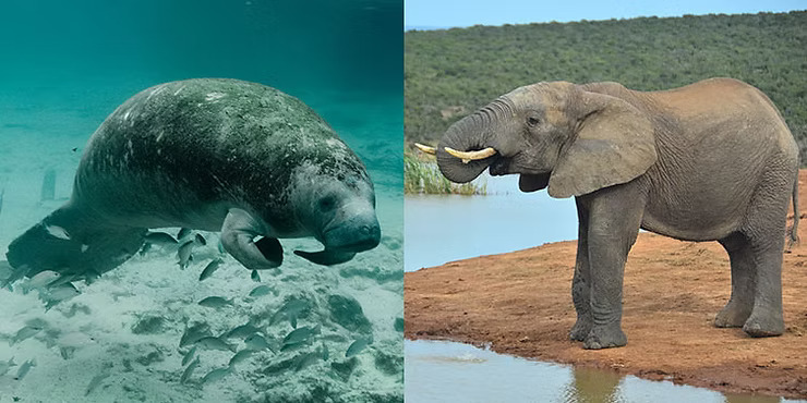 Split image: Manatee swimming underwater, elephant standing near water.