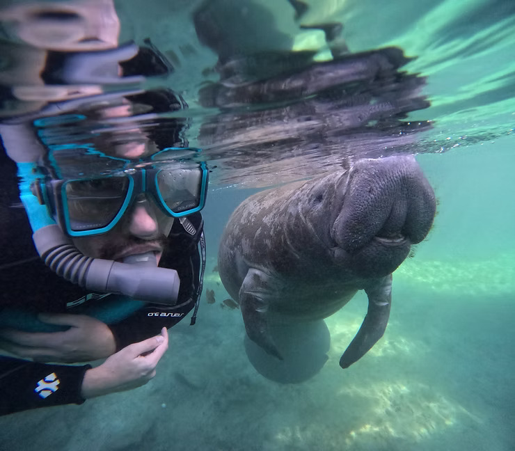 Snorkeler underwater next to a manatee in clear water.