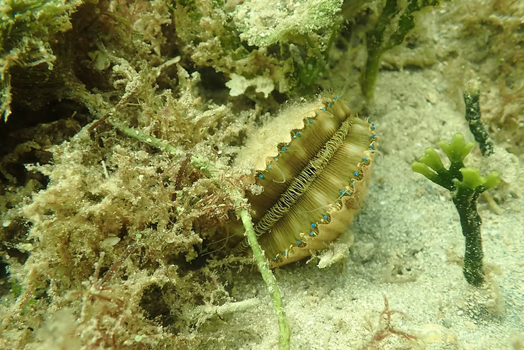 Underwater scene with a marine bivalve clam partially buried in sand among seaweed.