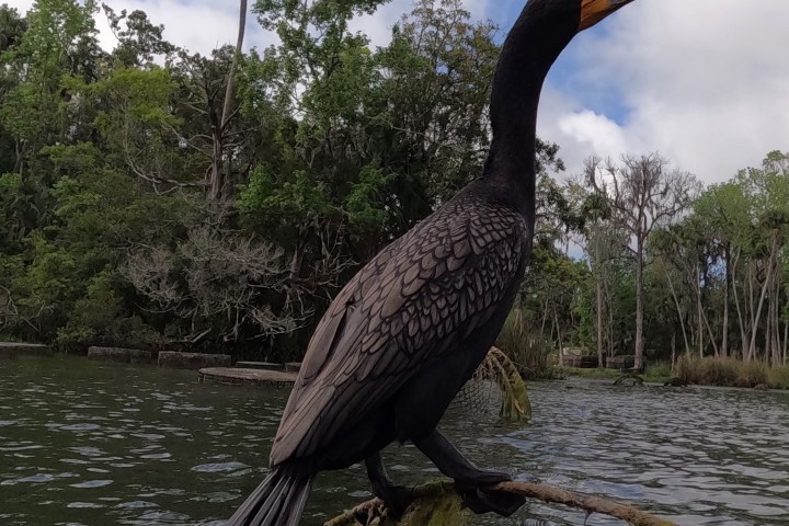 A cormorant standing on a branch over water with trees in the background.