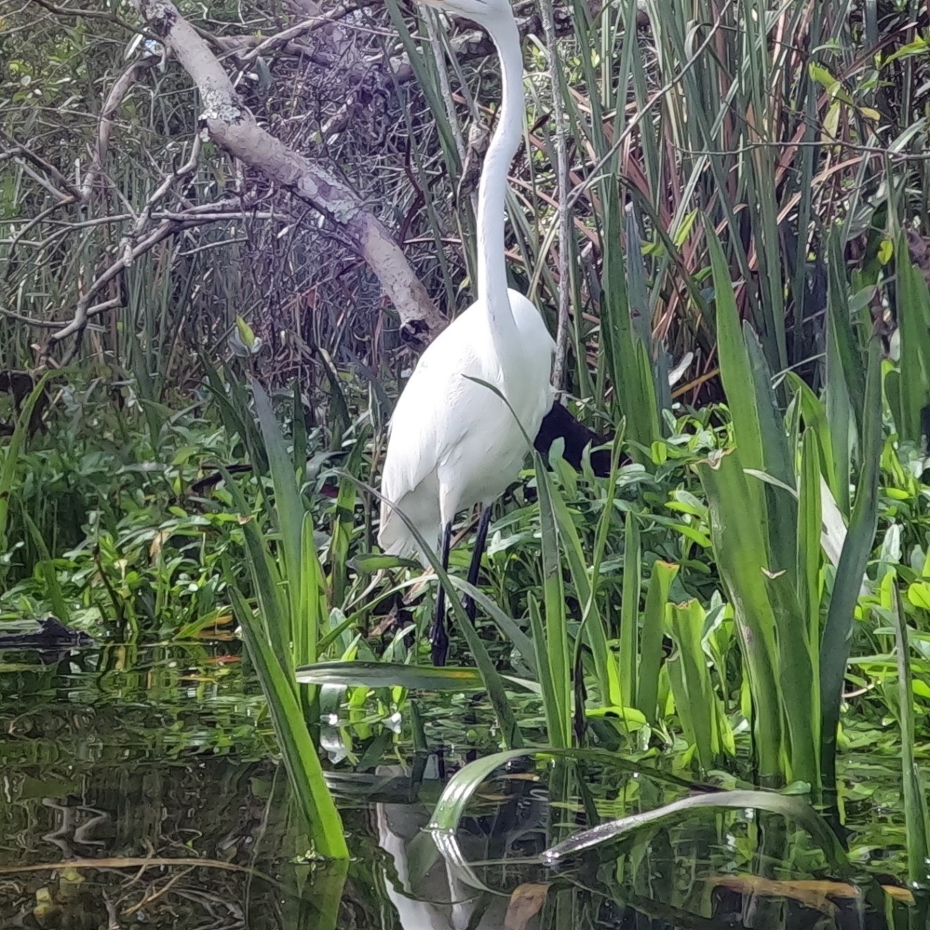 Great egret standing in wetland with tall grass and water reflection.