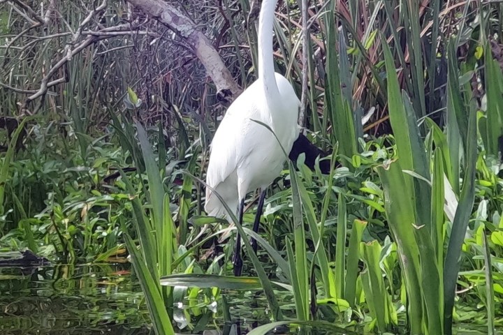Great egret standing in wetland with tall grass and water reflection.