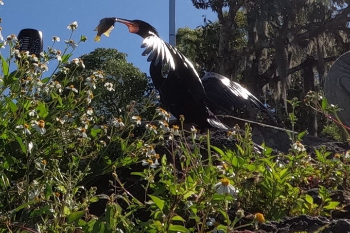 Bird holding a fish among green plants and flowers, clear sky background.