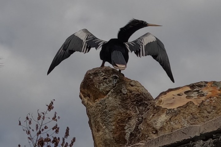 Bird with open wings perched on a rock against a cloudy sky.