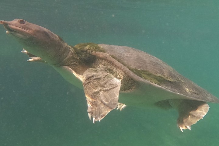 Softshell turtle swimming in clear water.