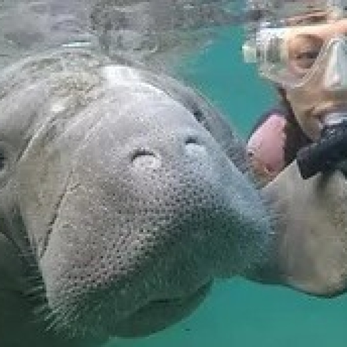 Snorkeler swimming with a manatee underwater.