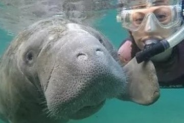 Snorkeler swimming with a manatee underwater.