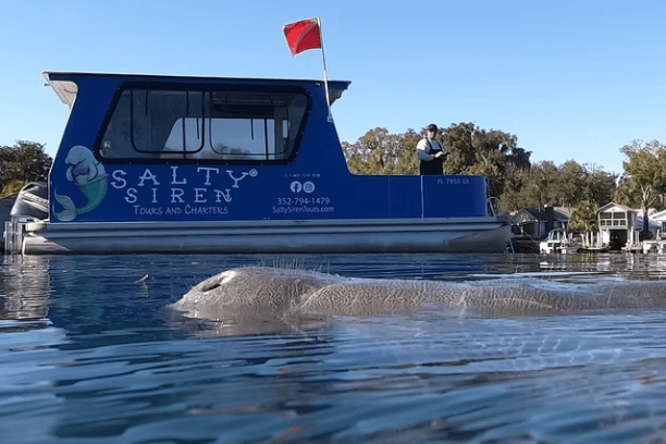 Manatee near water surface with boat in background on a sunny day.