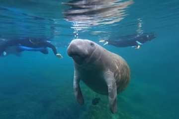 Manatee swimming with two snorkelers in clear blue water.