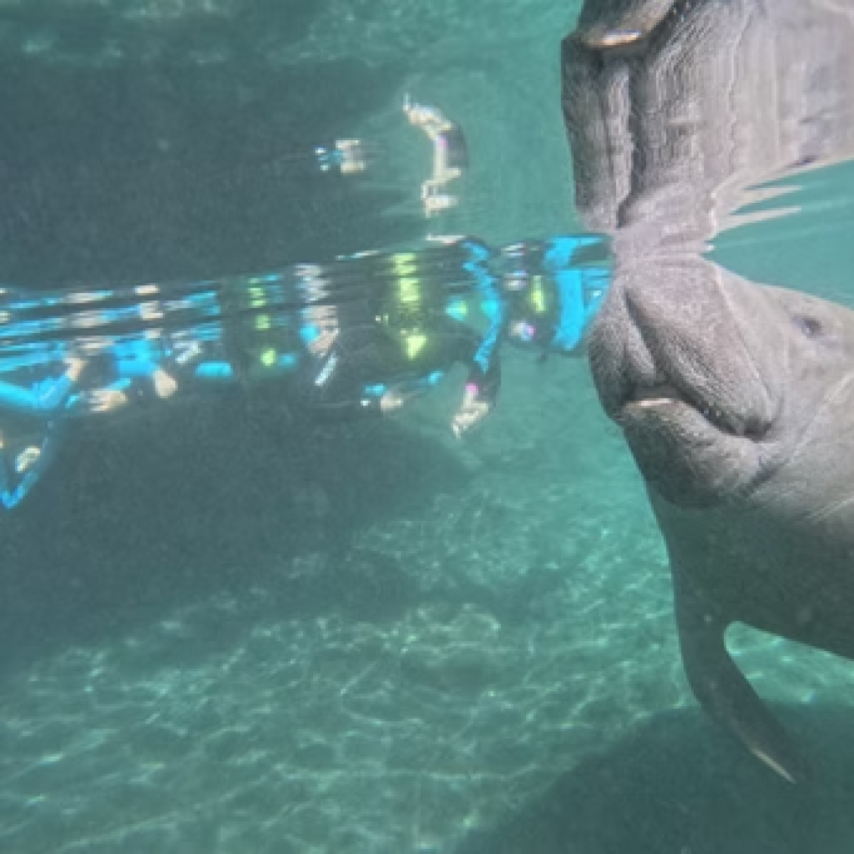 Manatee swimming underwater near a diver with scuba gear.