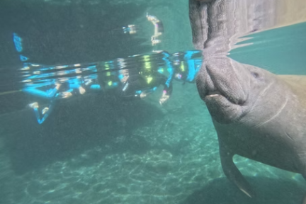 Manatee swimming underwater near a diver with scuba gear.
