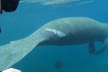 Manatee swimming underwater near a photographer.