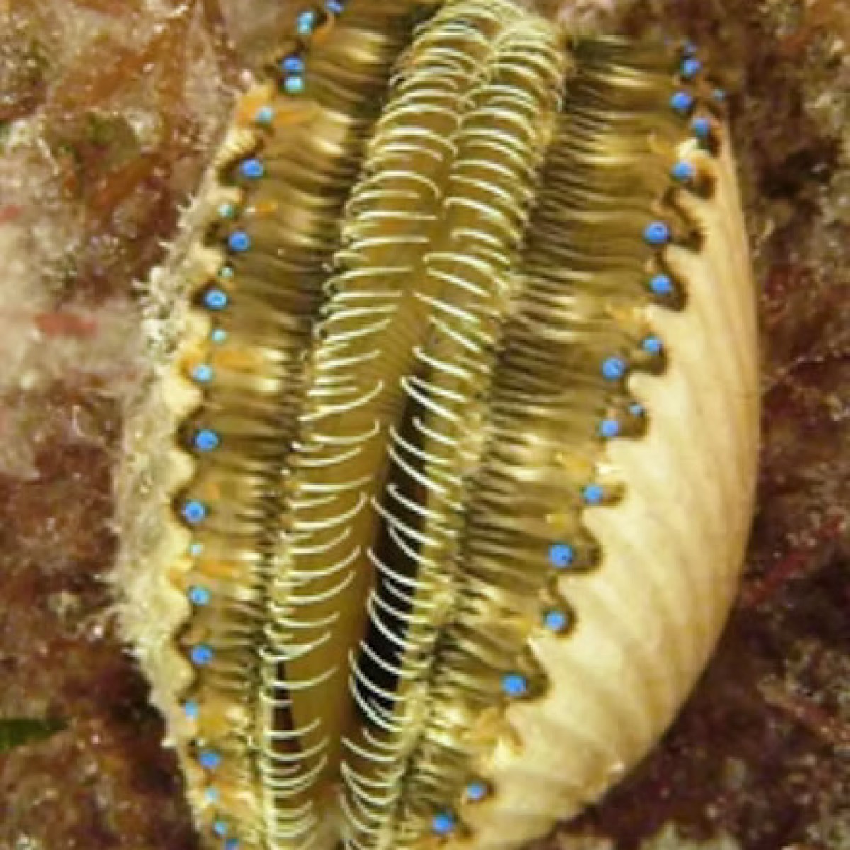 A clam with blue eyespots and bristle-like structures on a coral reef.